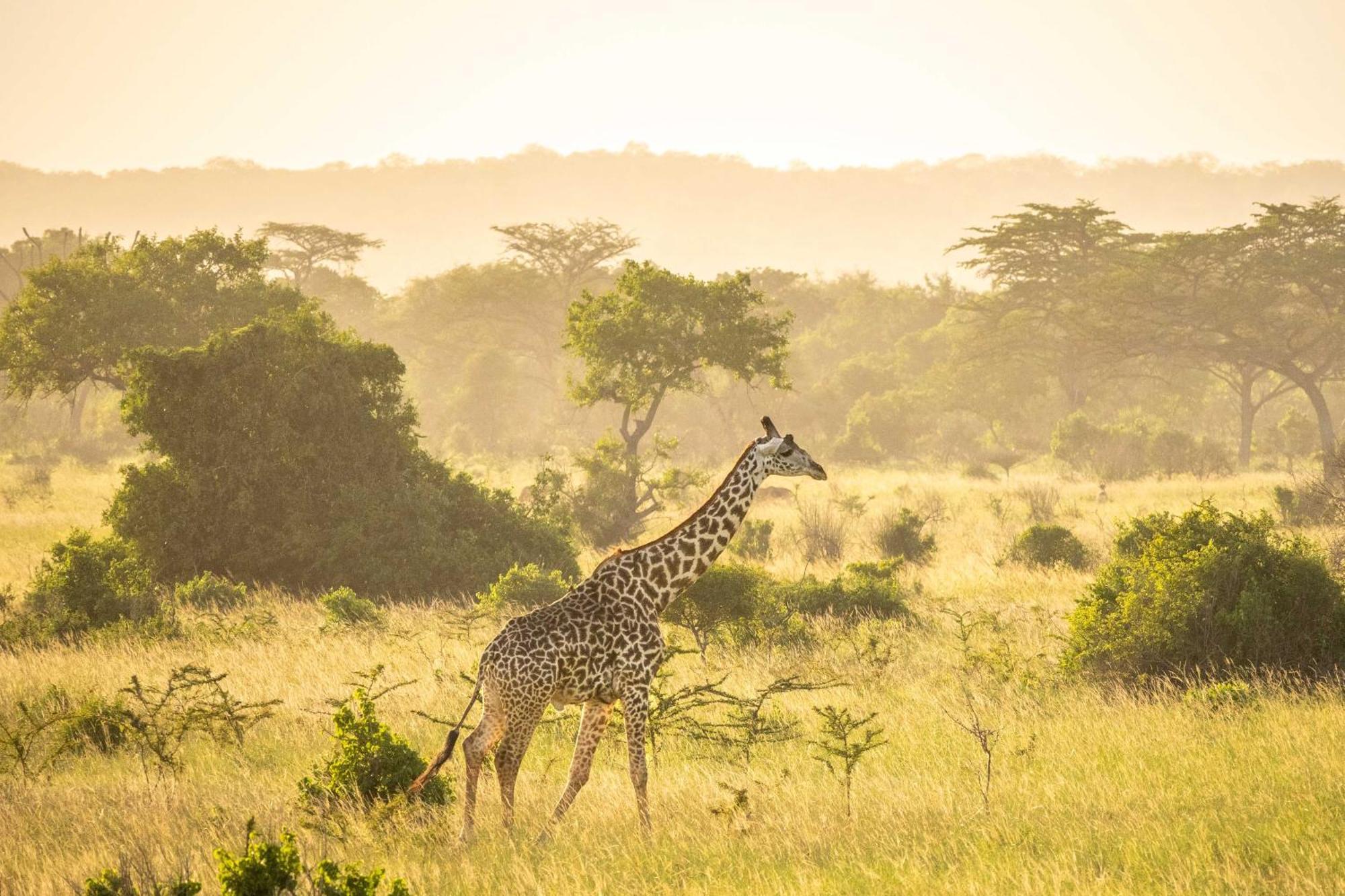 Simply Saadani Camp, A Tent With A View Safaris Mkwaja ภายนอก รูปภาพ