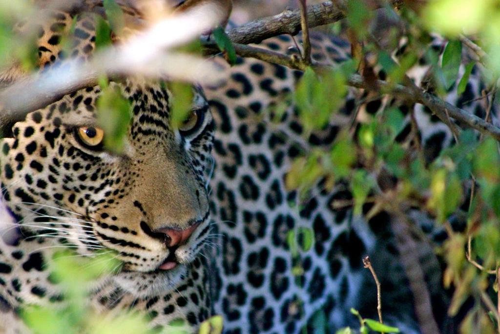 Simply Saadani Camp, A Tent With A View Safaris Mkwaja ภายนอก รูปภาพ