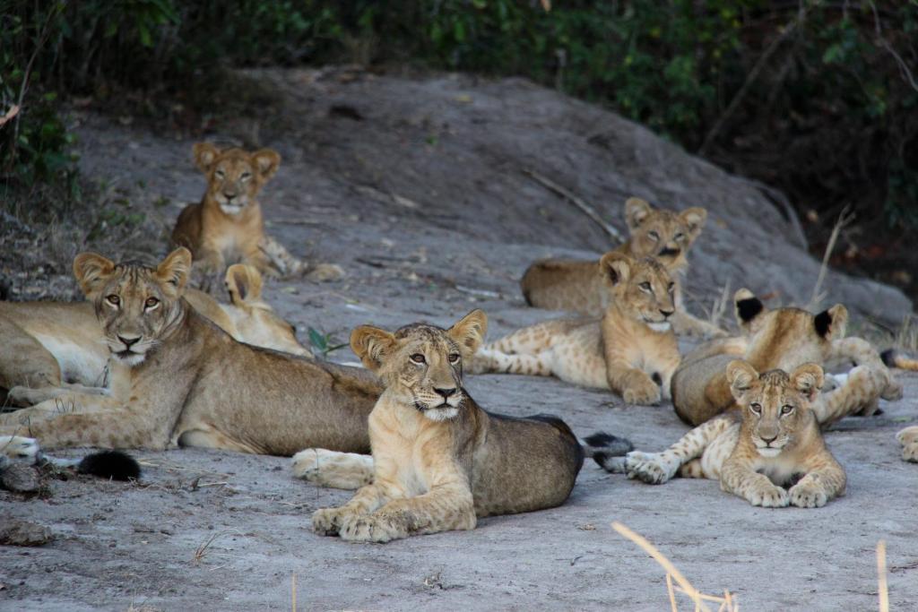 Simply Saadani Camp, A Tent With A View Safaris Mkwaja ภายนอก รูปภาพ